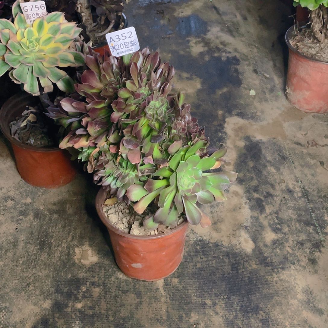 352玫瑰缀化多肉法师