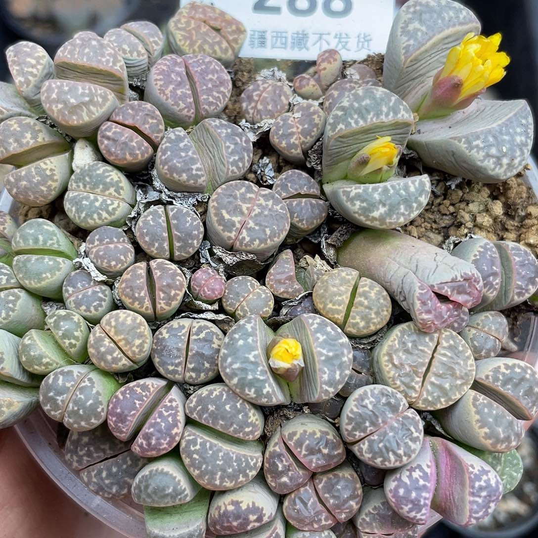 2880000花谷露出啊花去啊