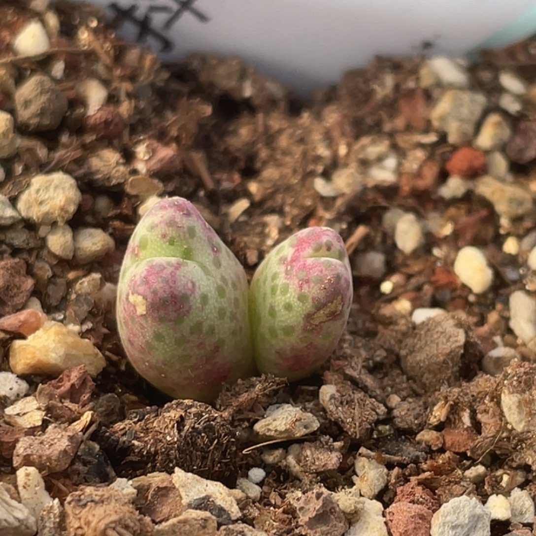 4-65斑马955d多肉植物