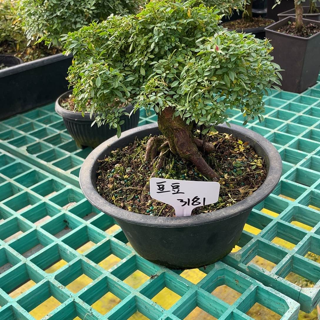 豆***人完全开放瑾荷提根