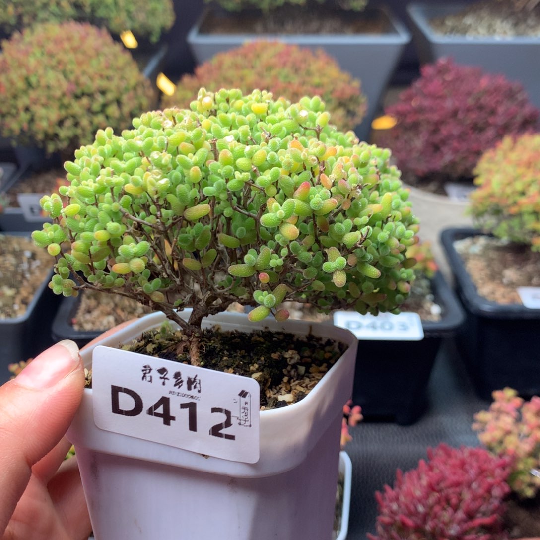 412蜜橘糖球             