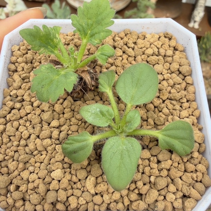 文纳森洋葵（满28包邮）