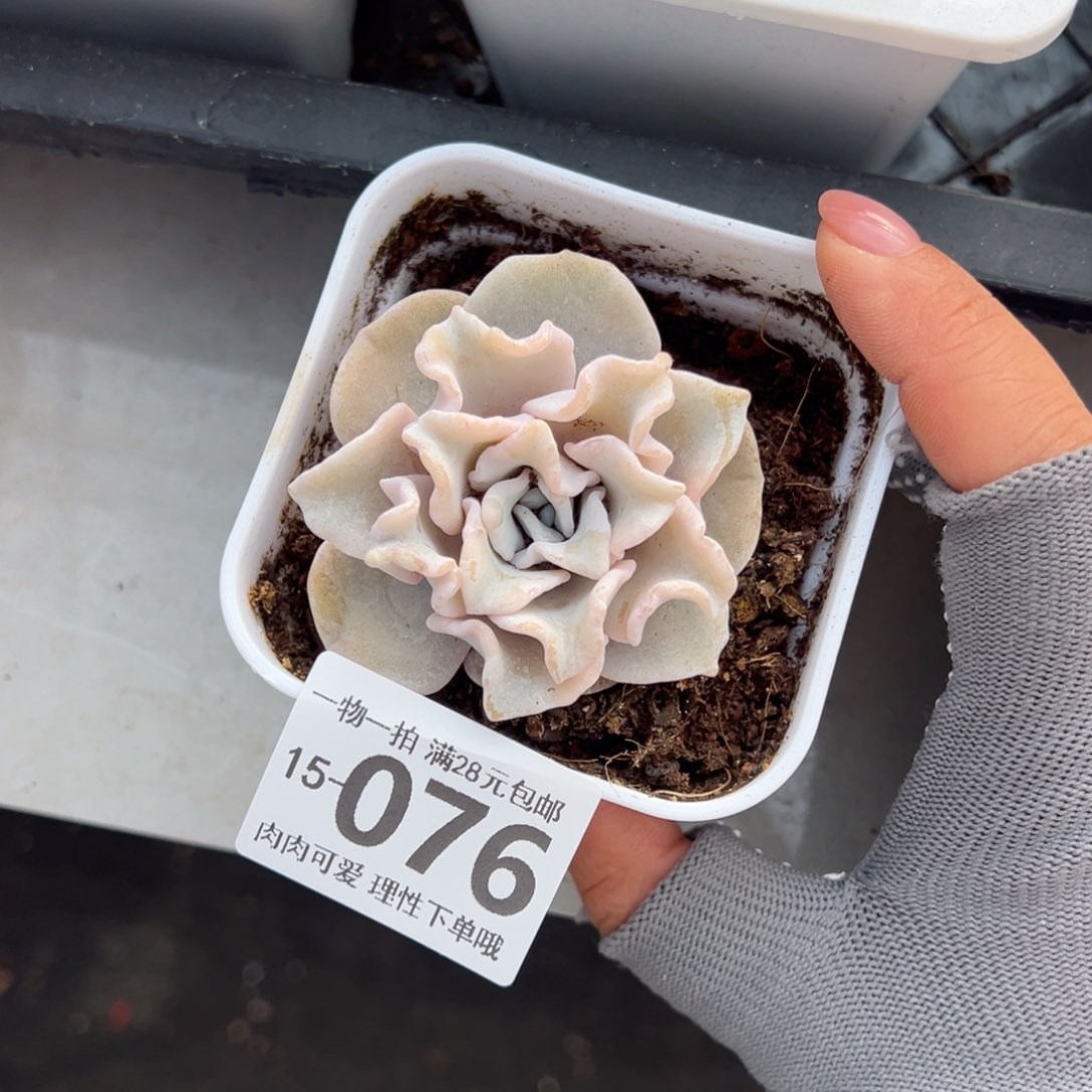 芭蕾舞者多肉多肉多肉多肉多肉