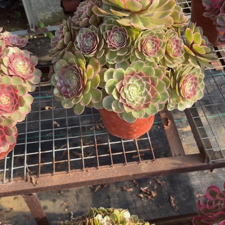 蜜***～瑞妈，，，，，。586。花妖，