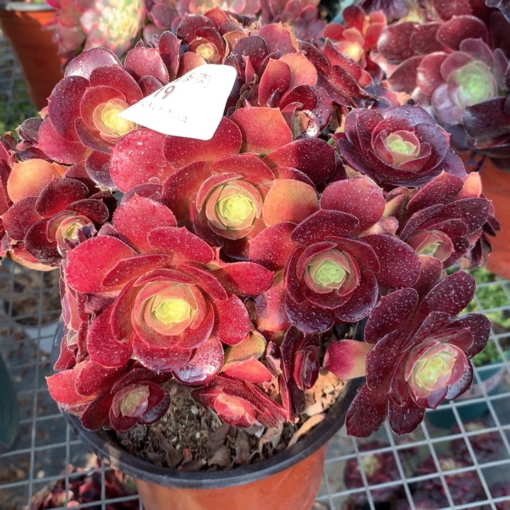 119荷兰玫瑰多肉植物