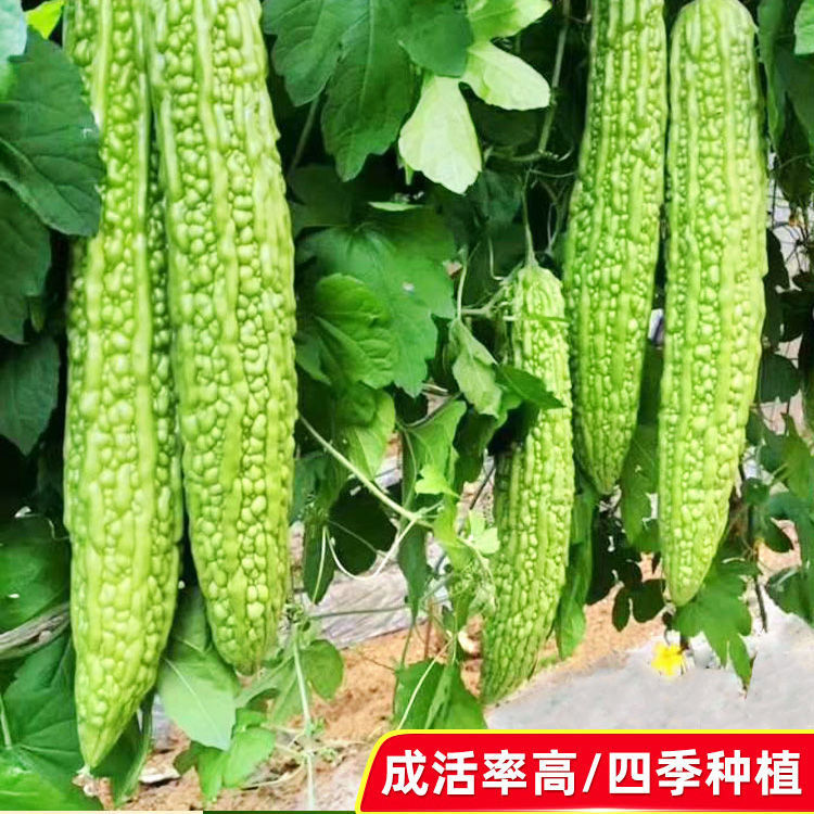 长绿苦瓜种子疙瘩蔬菜种子