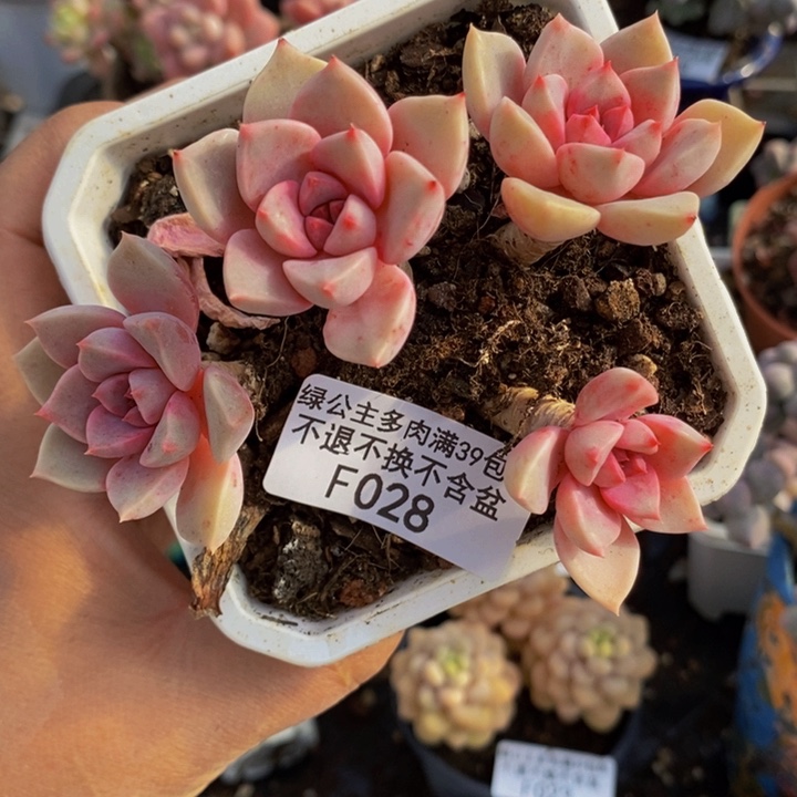 粉红佳人老桩028多肉植物