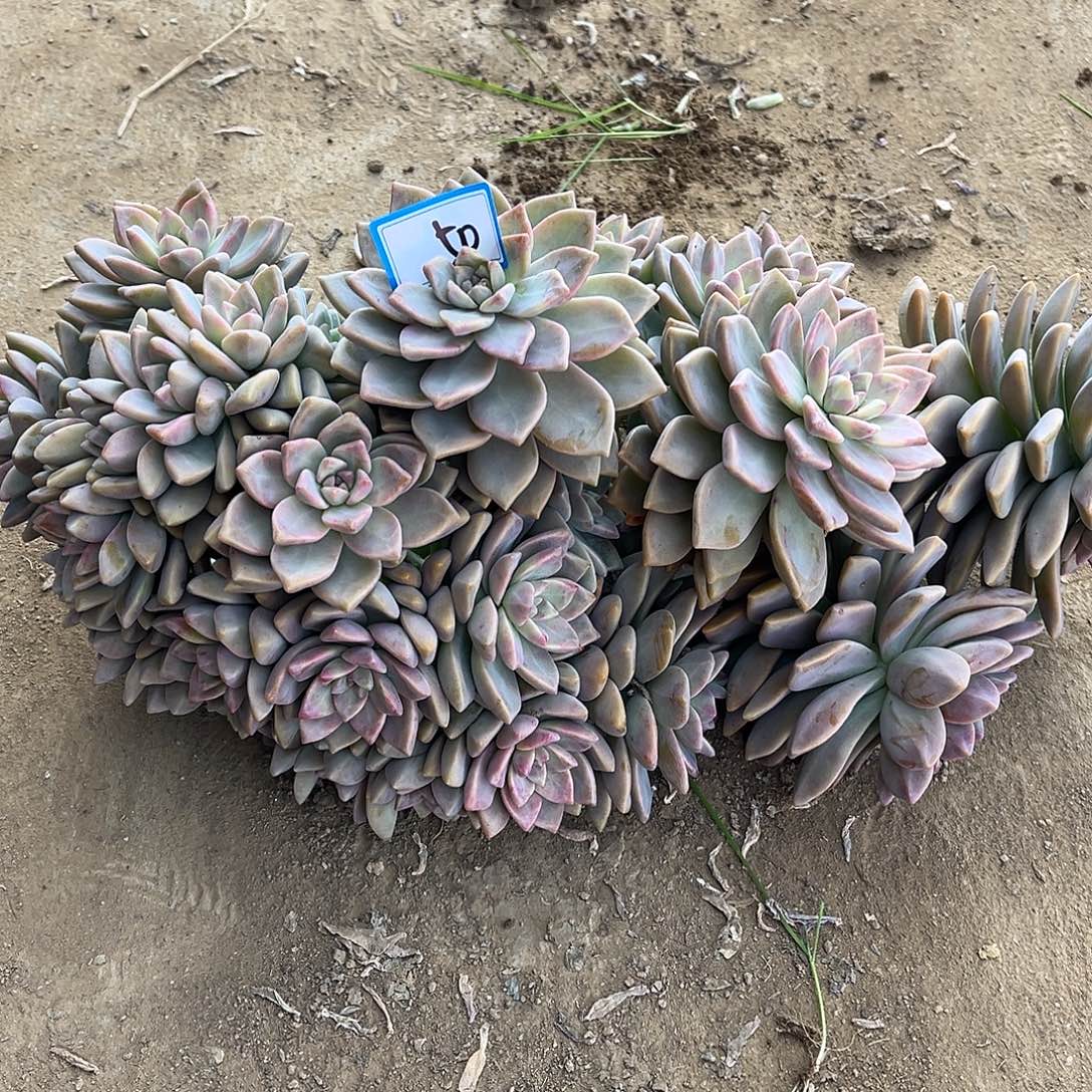 用***850号淡雪缀化一物一拍