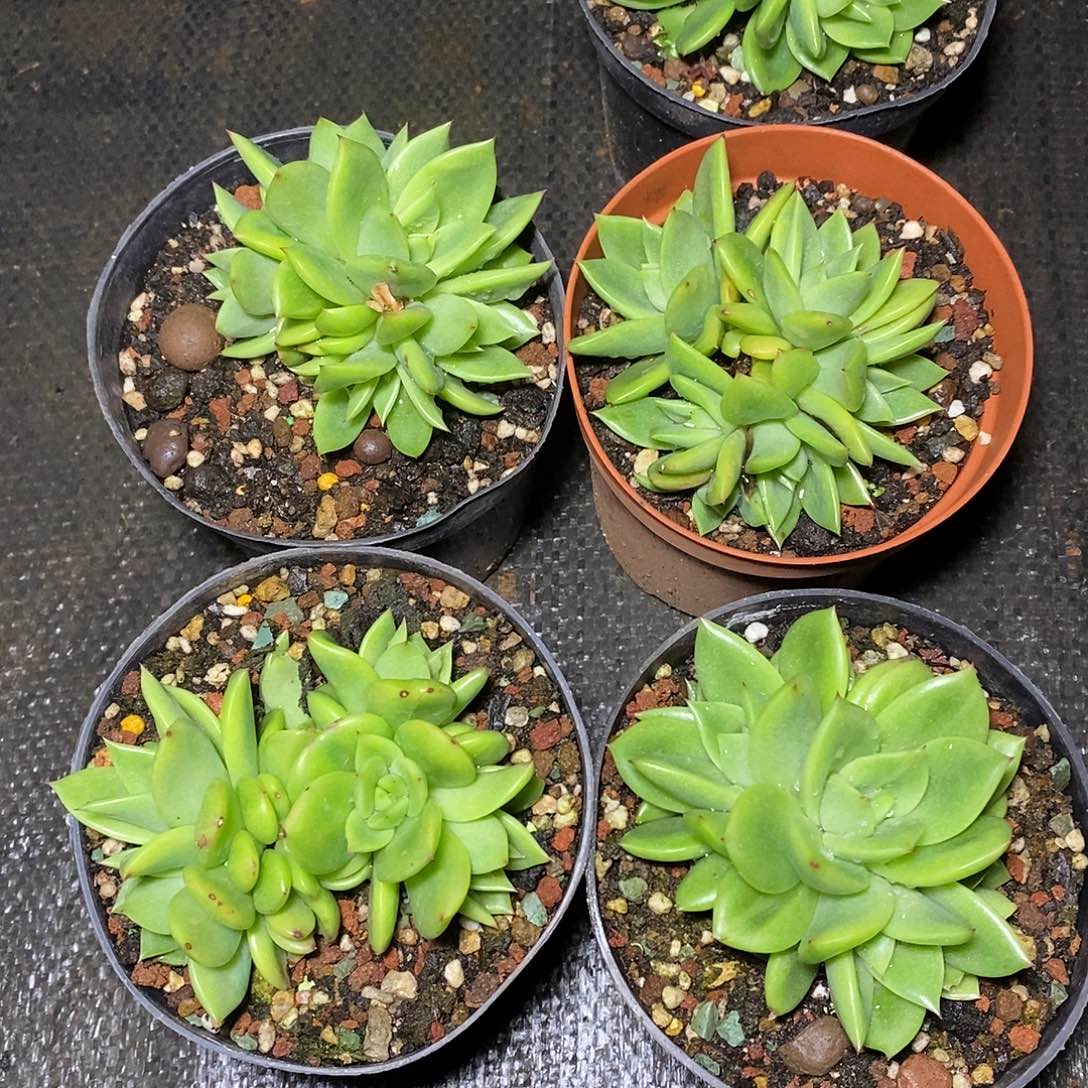 多肉植物多肉植物翠花多头