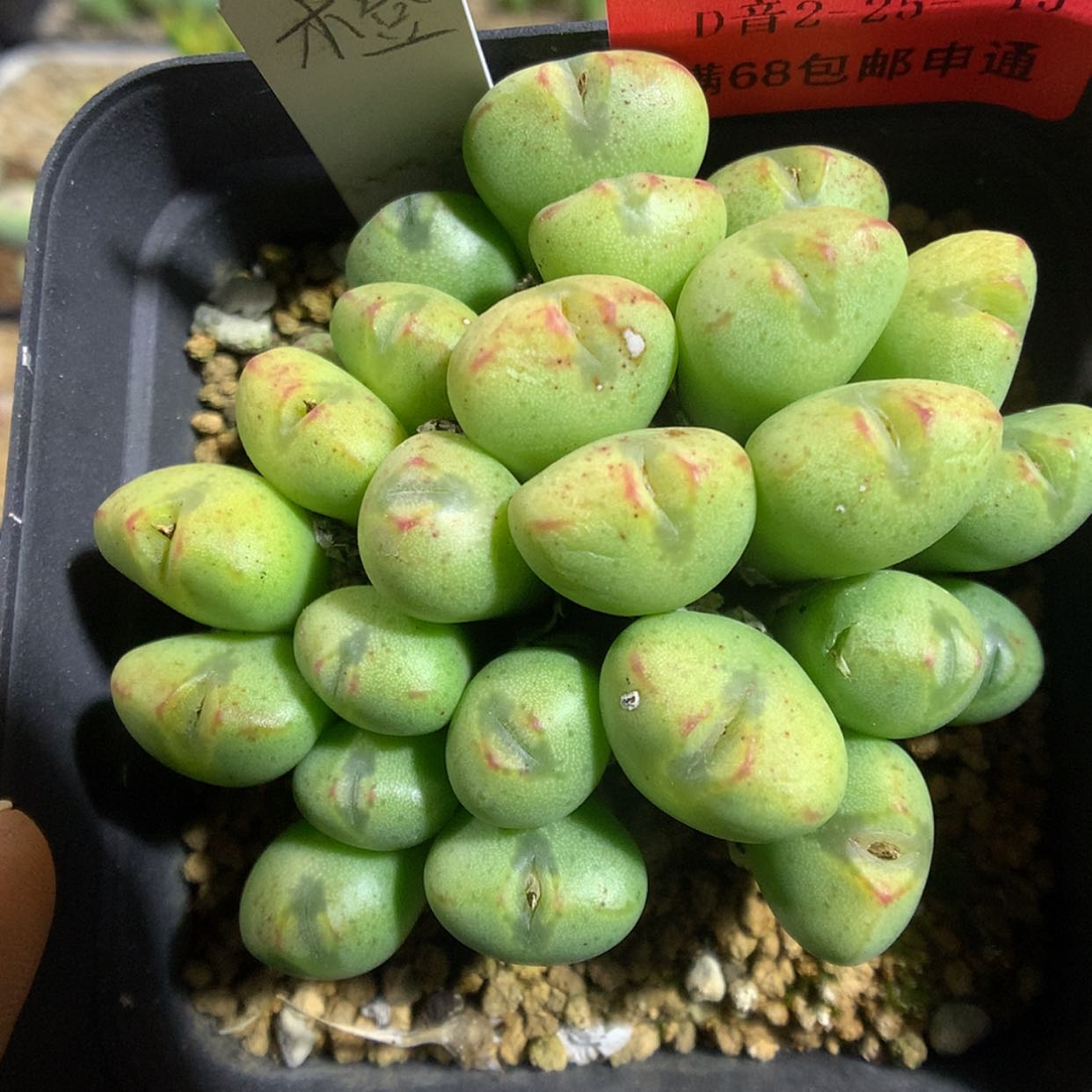 【闪购商品】2-25-15 将杂一群 50