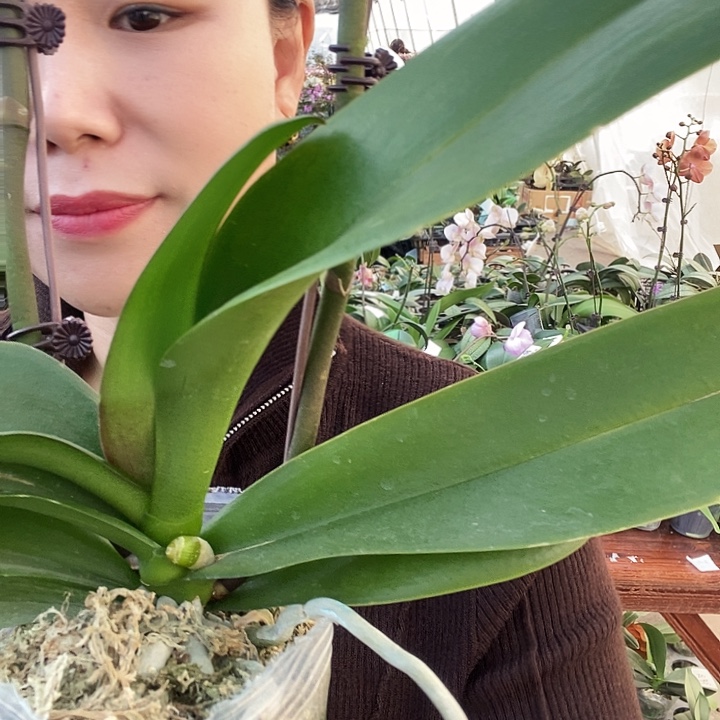 无花朵粉曼蝴蝶兰