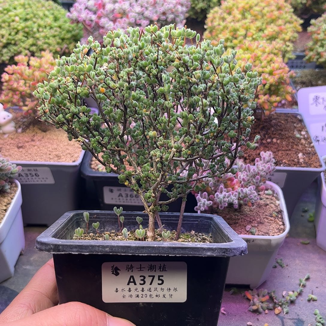 小***童375实生莱斯枝干番杏