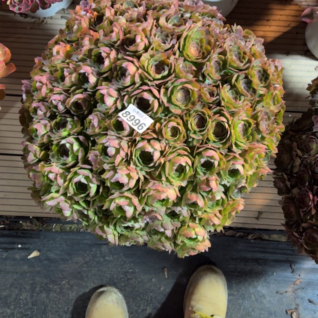 卡****宝万圣节多肉植物8996