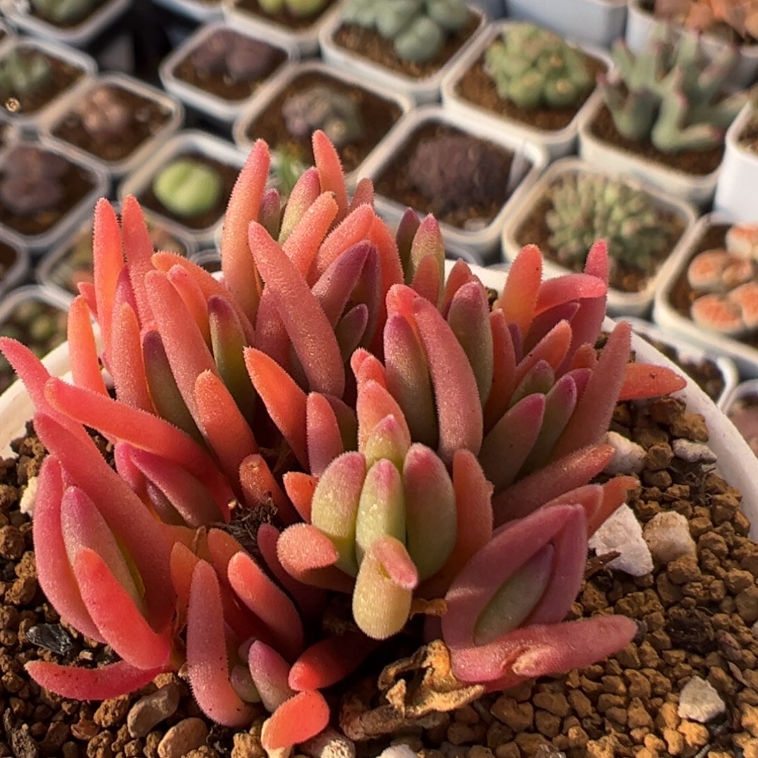 51多肉植物百科植物