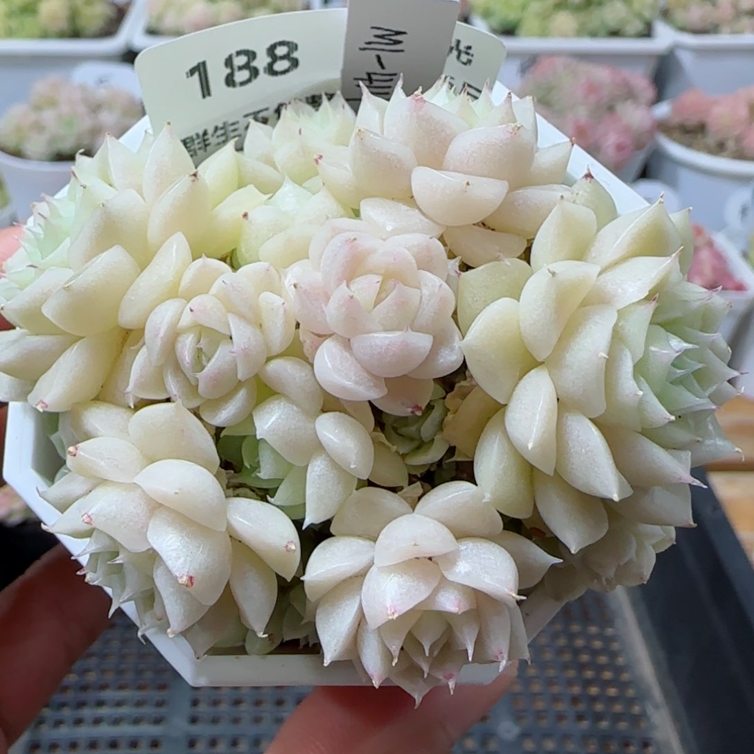 【闪购商品】0226-188（m1-414）