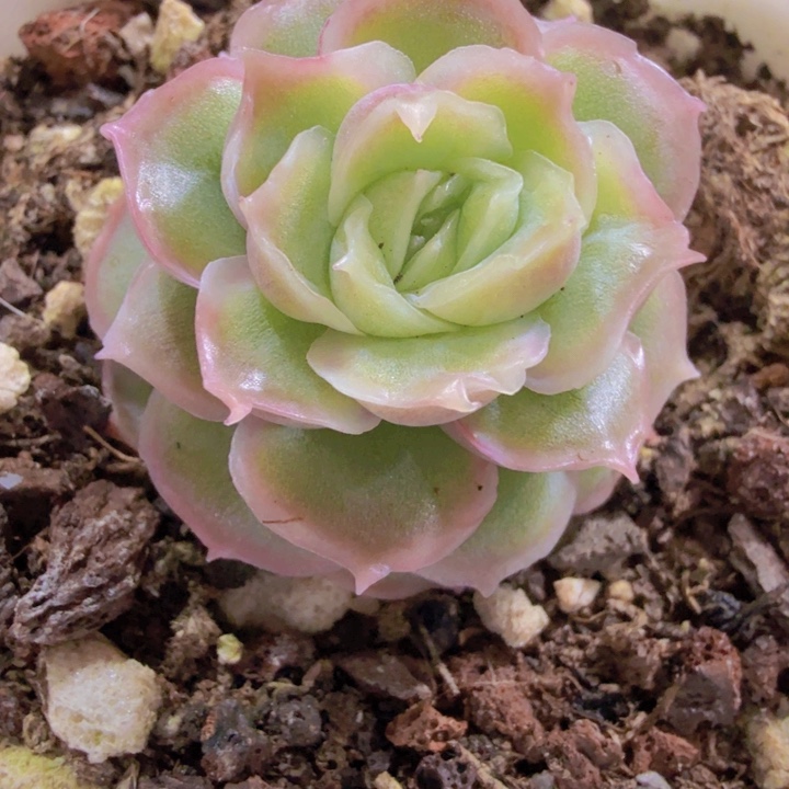 白体水晶虾饺王炸一颗