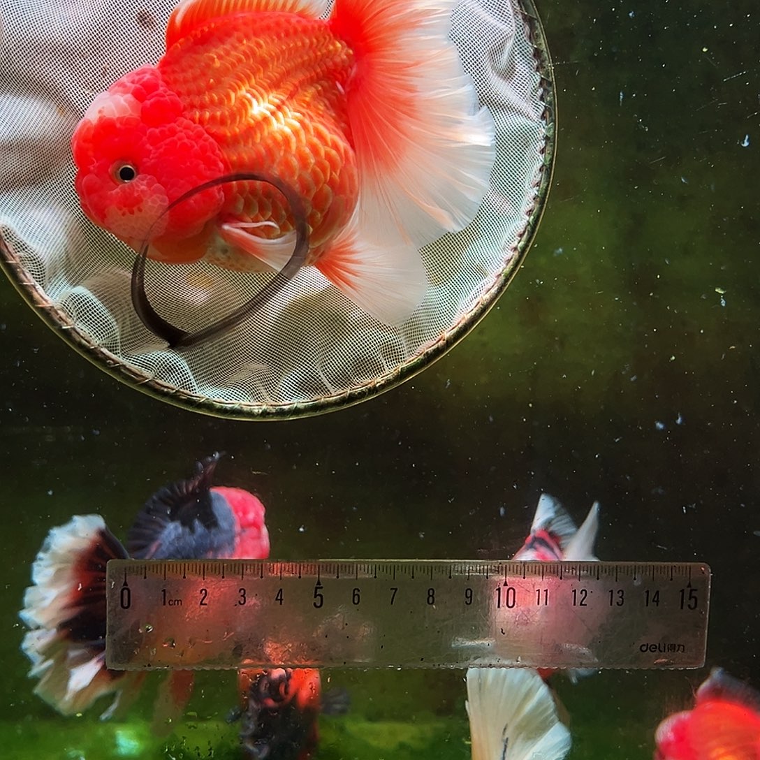 金鱼冷水金鱼百褶泰狮