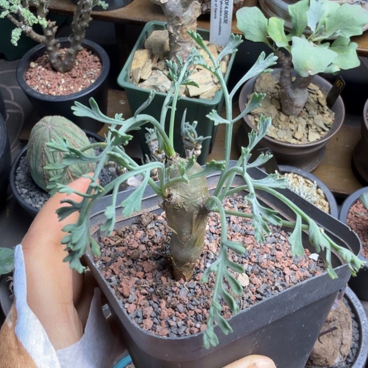 香水洋葵（满2 8包邮）仙人球