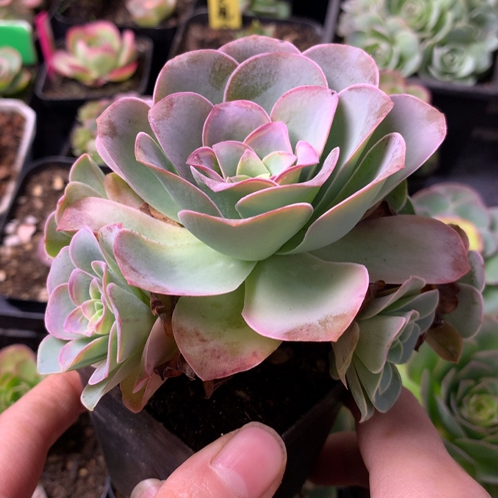 一物一拍清风挽003