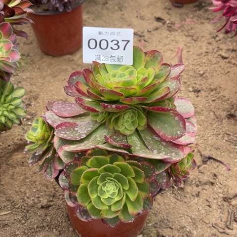 奶白多肉多肉0037