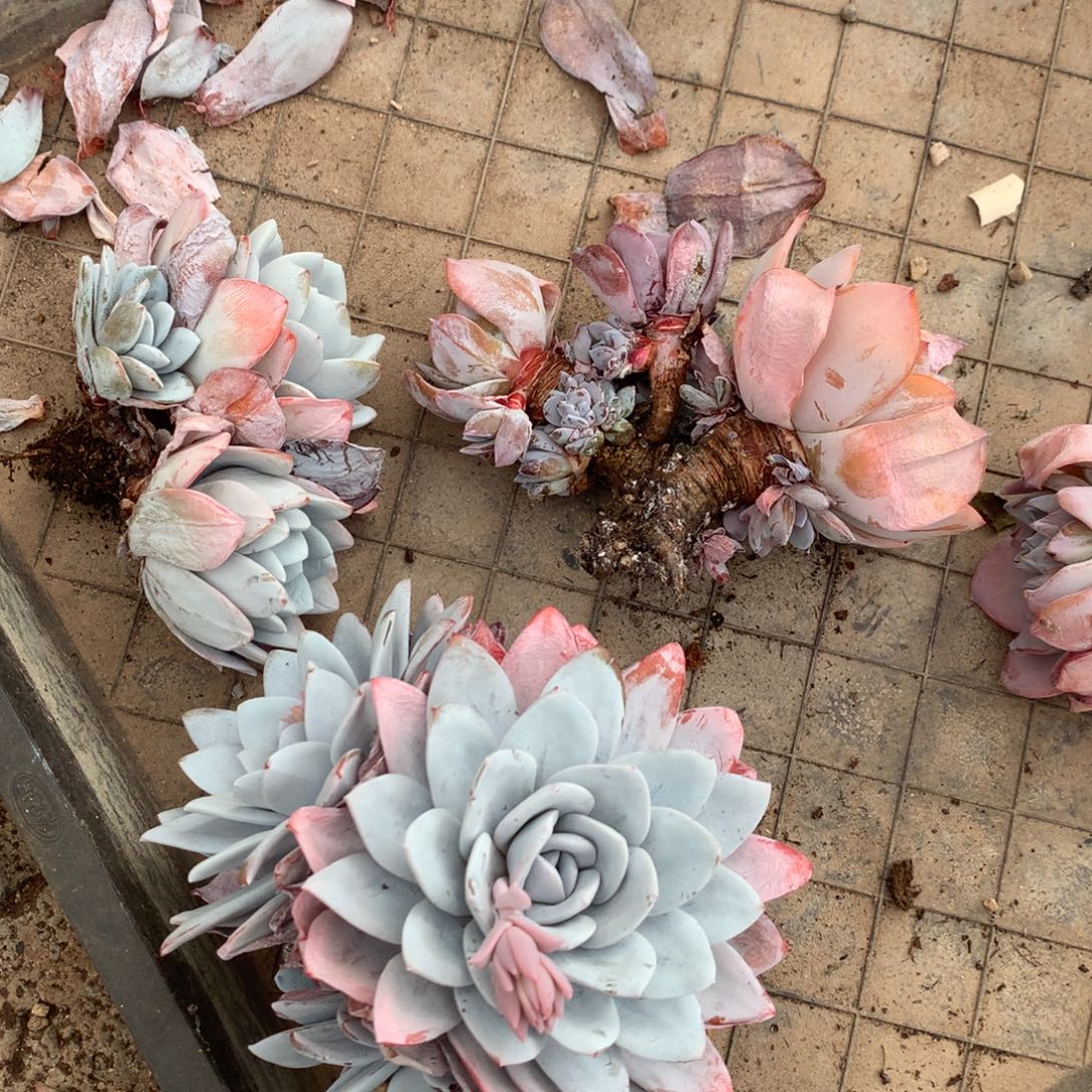 ༣***11111111111111111111111