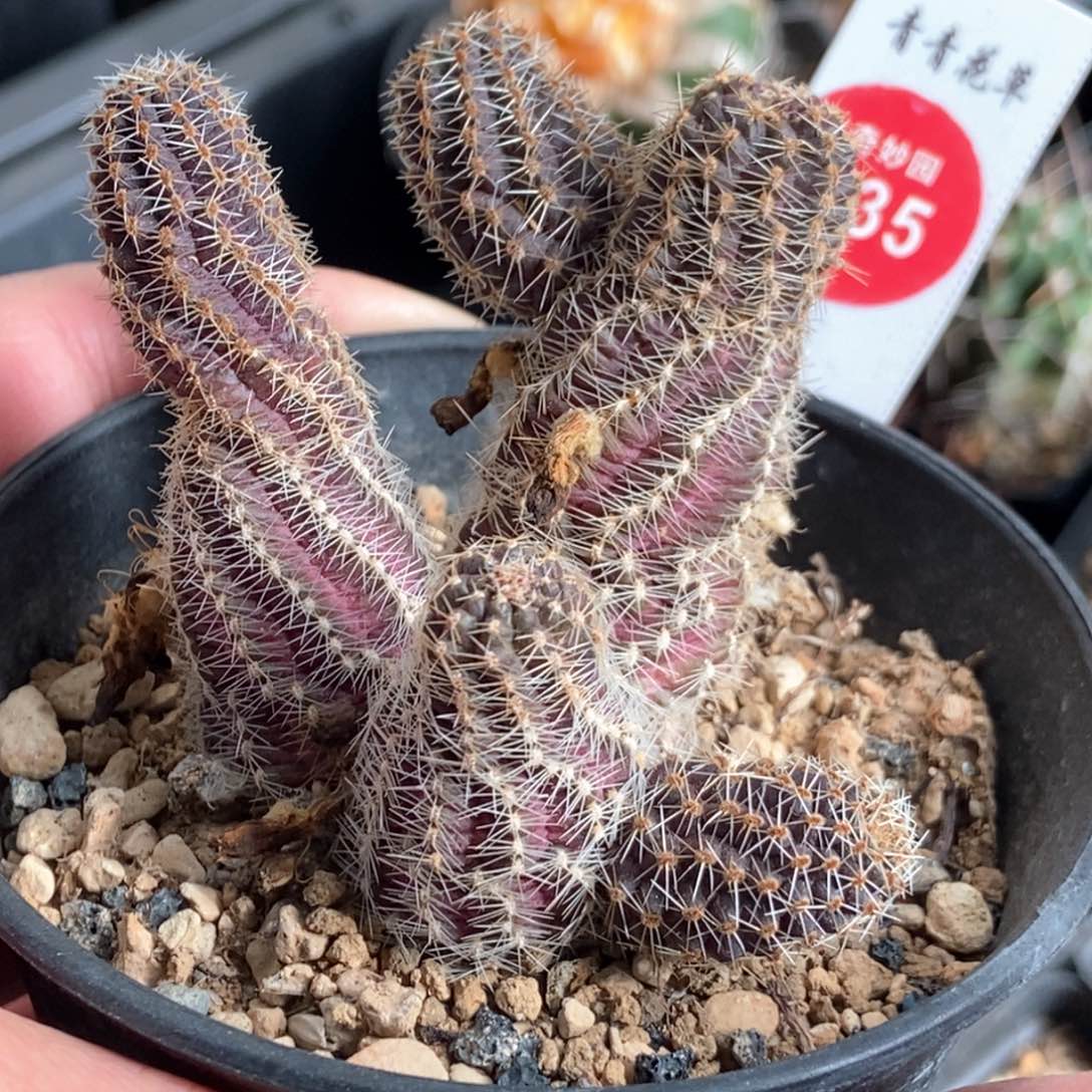 中间丽花丸群一颗仙人球