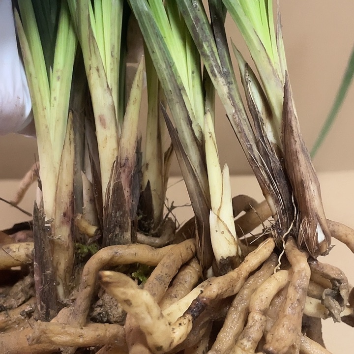 完全开放蕙兰花苞大防漏