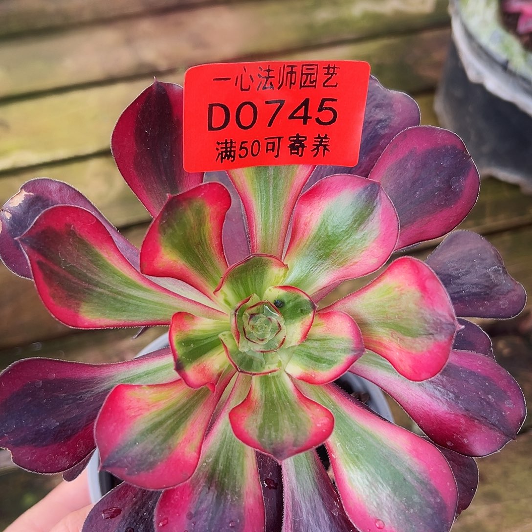 多肉植物0745多肉植物