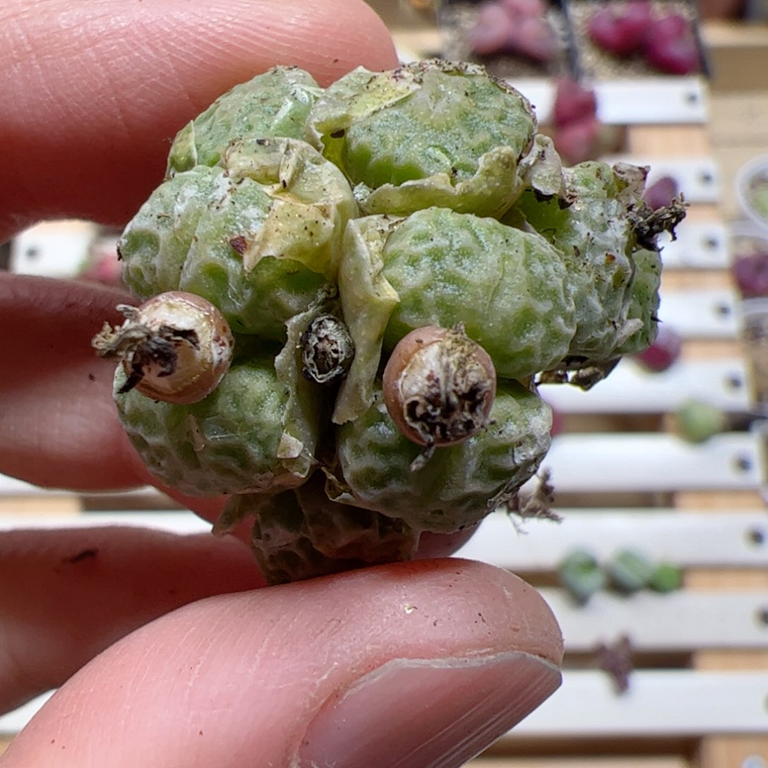 【闪购商品】322 福利超烧