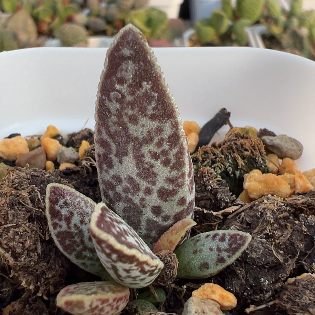 楞叶花衣大苗多肉植物