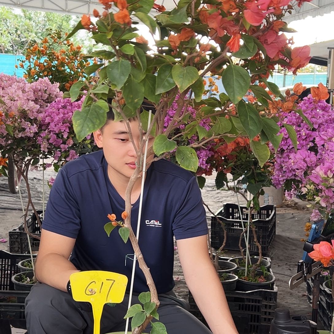 衰***欣大部分花苞少量开放C17波妹