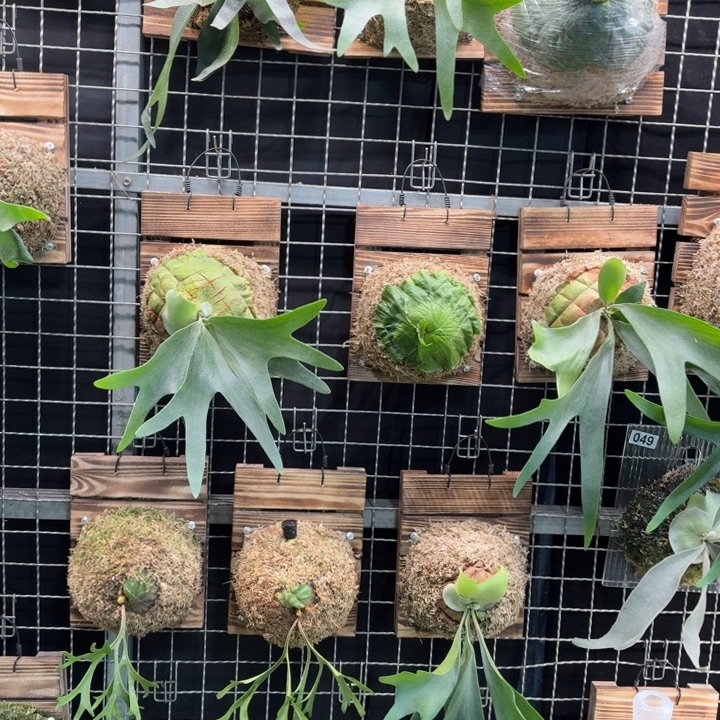 完全开放板植二岐和板植皇冠