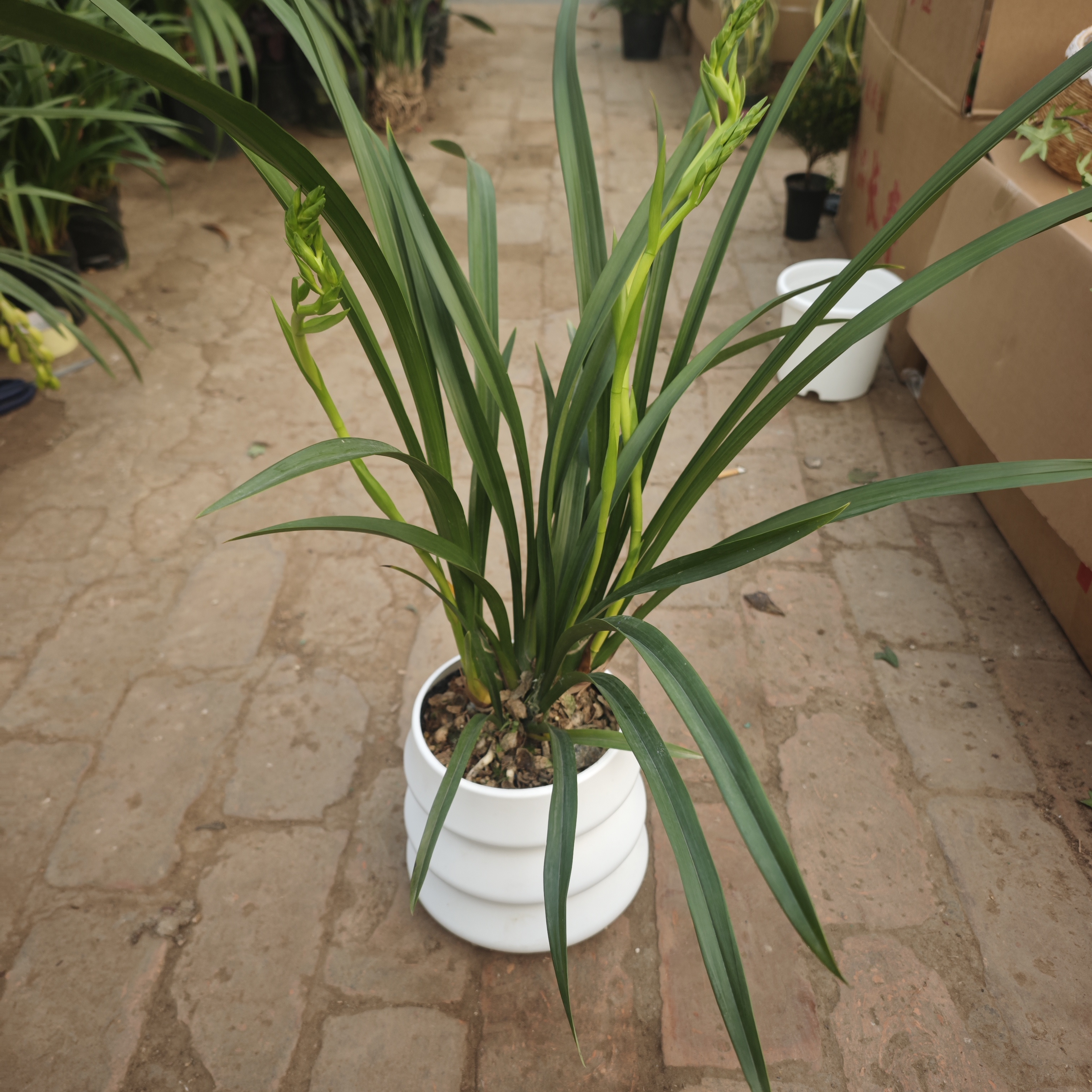 绿翡翠兰花2枝花剑带云朵盆盆栽