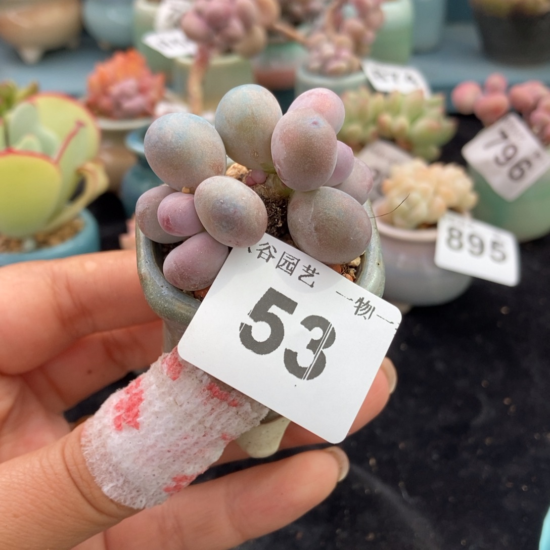 53蛋黄奶酪带盆土发货