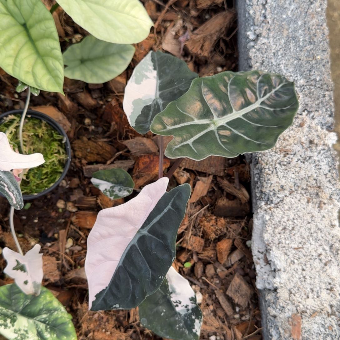 9-1208泰国发货香特丽丽