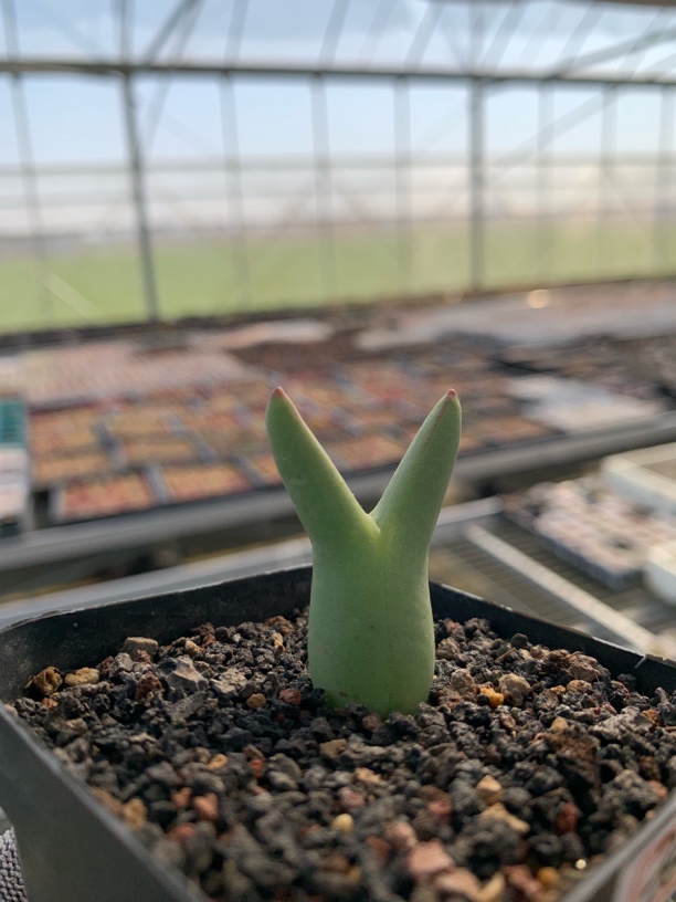 多肉植物 肉锥皮卡丘母本