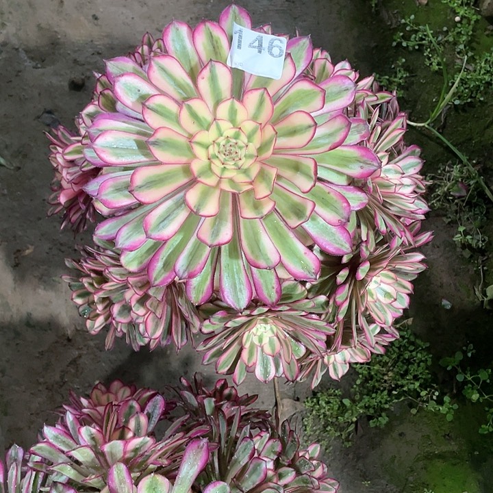 多肉植物多肉植物146