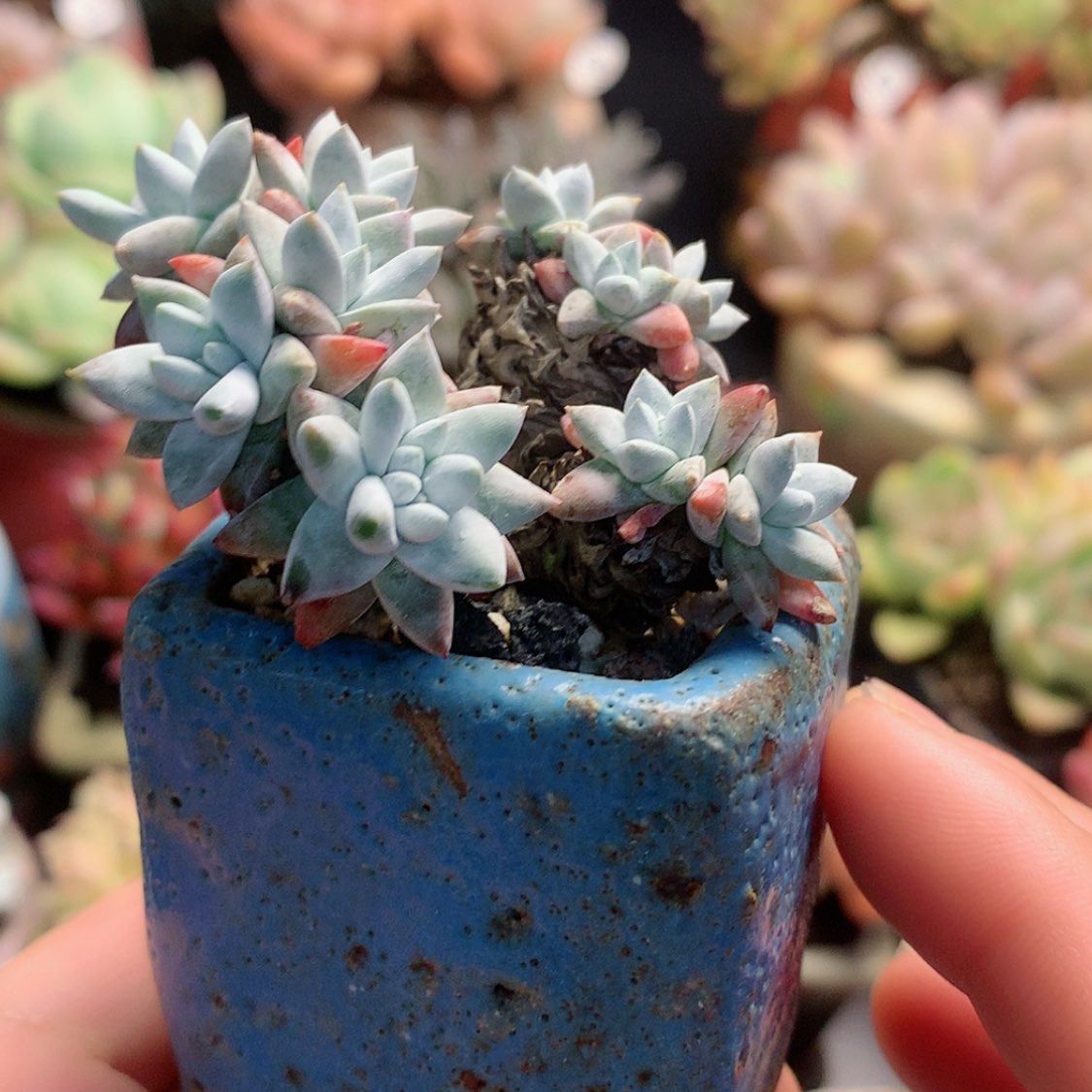 【闪购商品】青白菊带盆