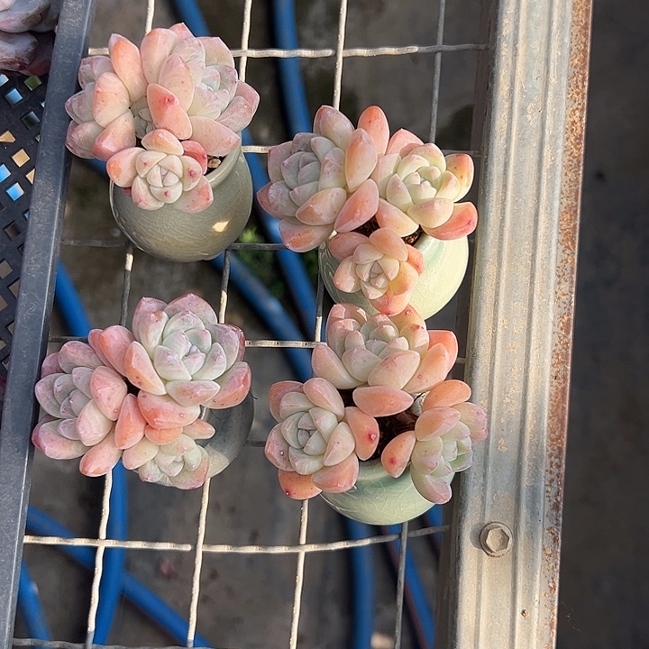 3316，四个三头冰玉带盆的