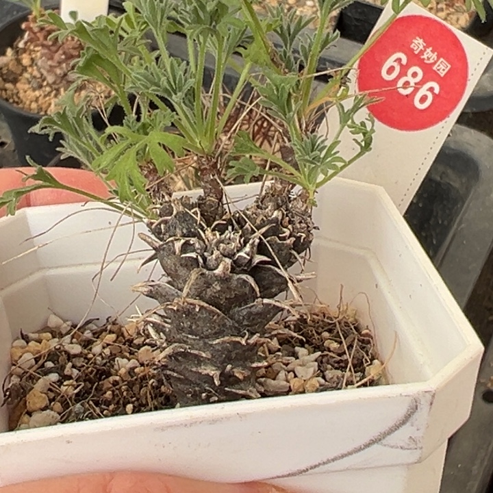 豪猪洋葵一棵仙人球，