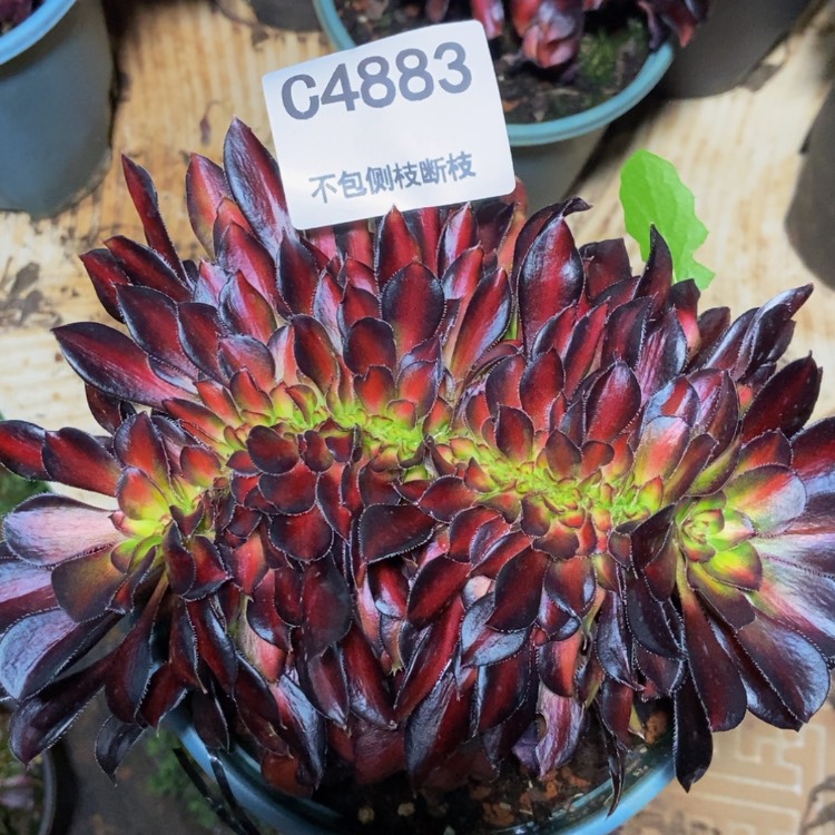 【闪购商品】4883晚霞多肉