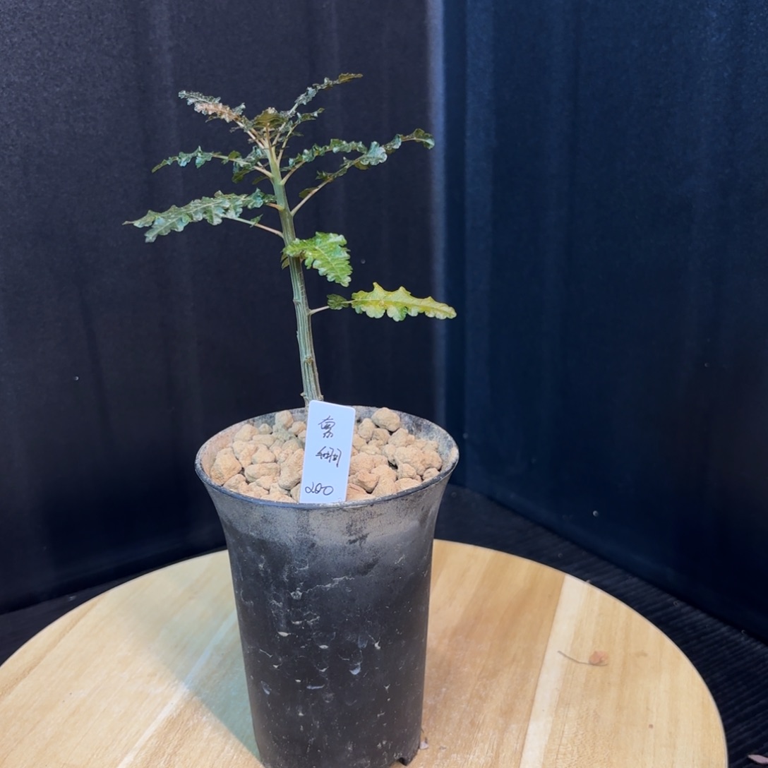 木   索娜香香哈哈哈哈哈