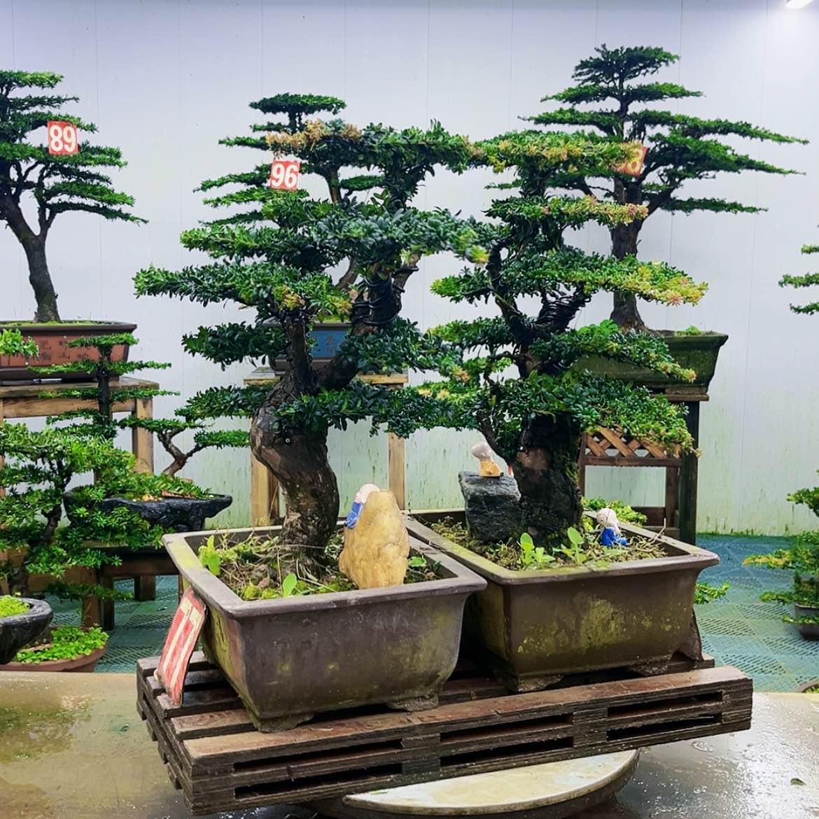 【闪购商品】无花朵九****宴