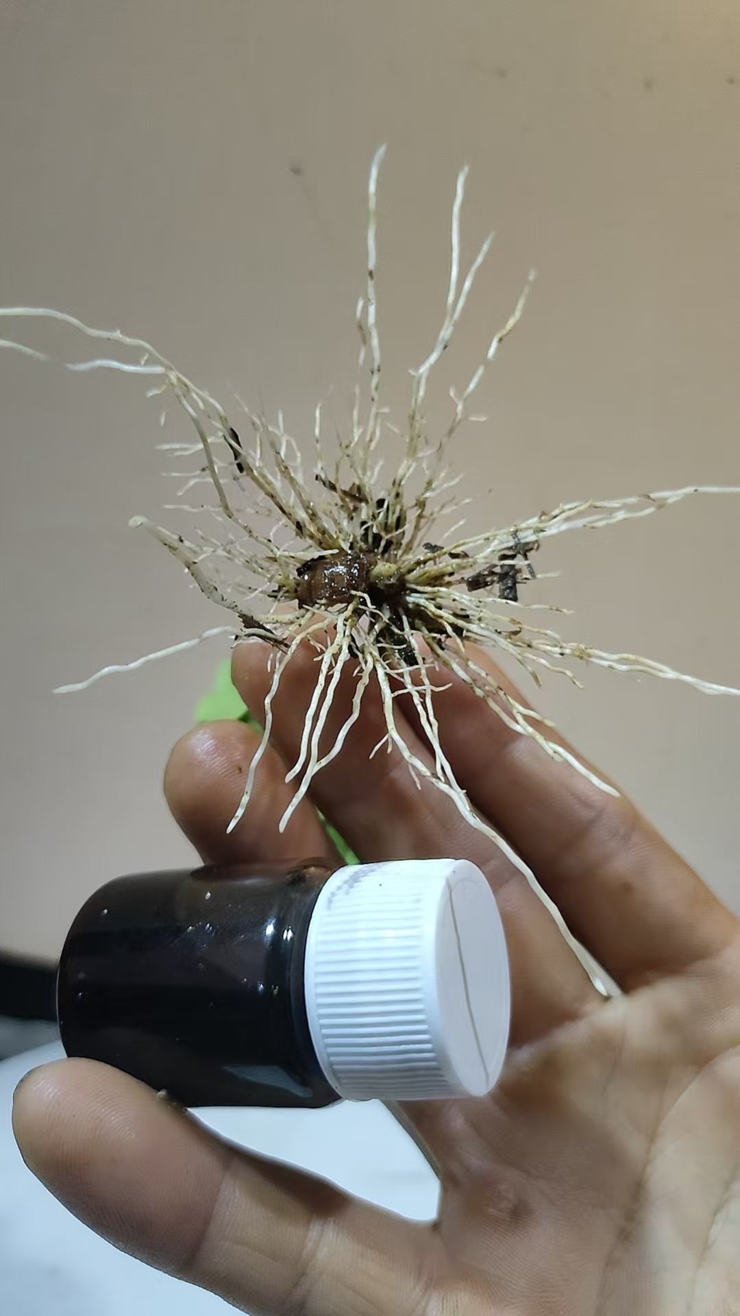 自配强力生根液一瓶装