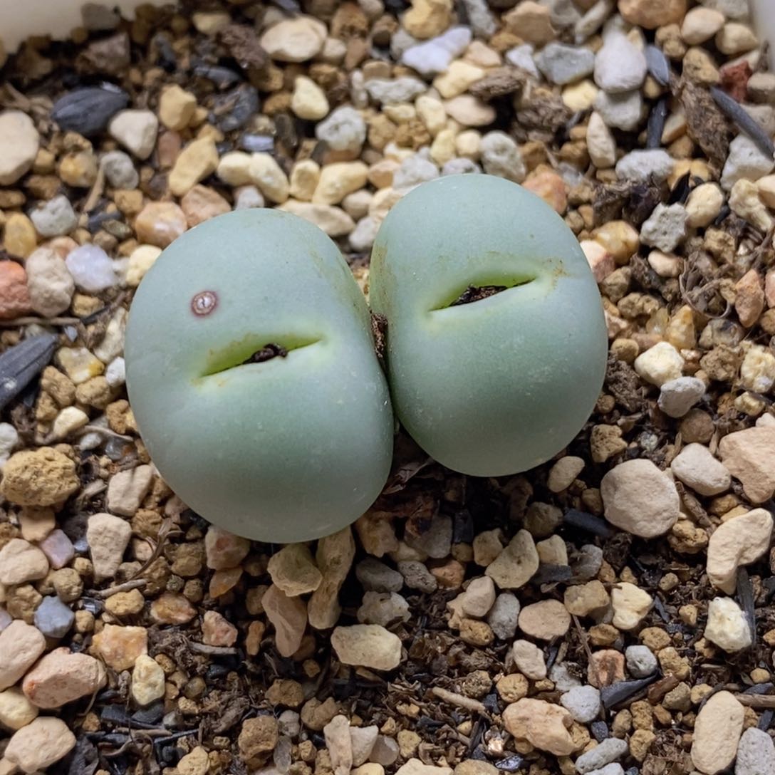 双头鸽子dan双头鸽子dan