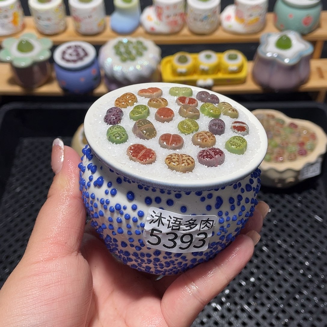 带盆土植物 一物一拍5393