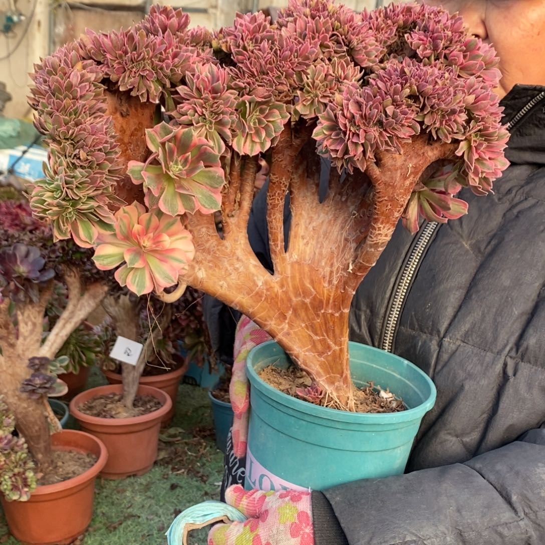 不开花植物633号女神缀化1颗