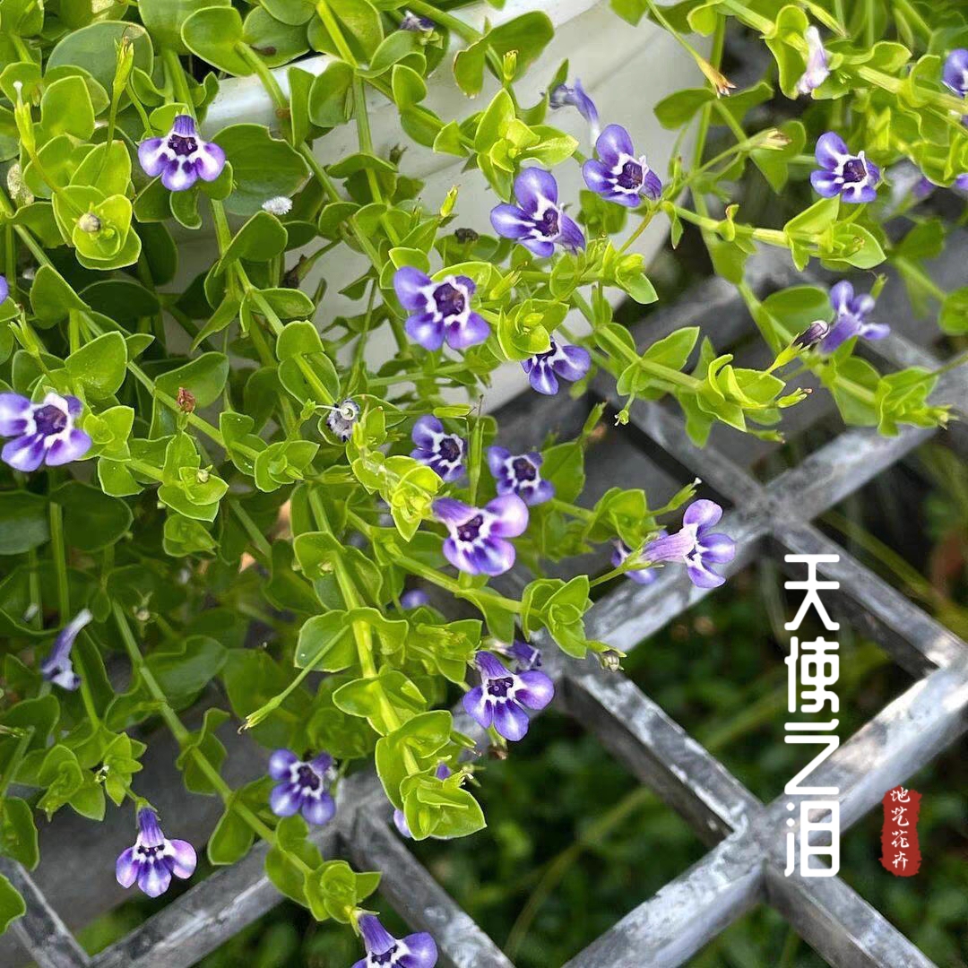 【瞳草拍一发四】瞳草天使之泪多年生地被盆栽耐寒耐热庭院花境造景