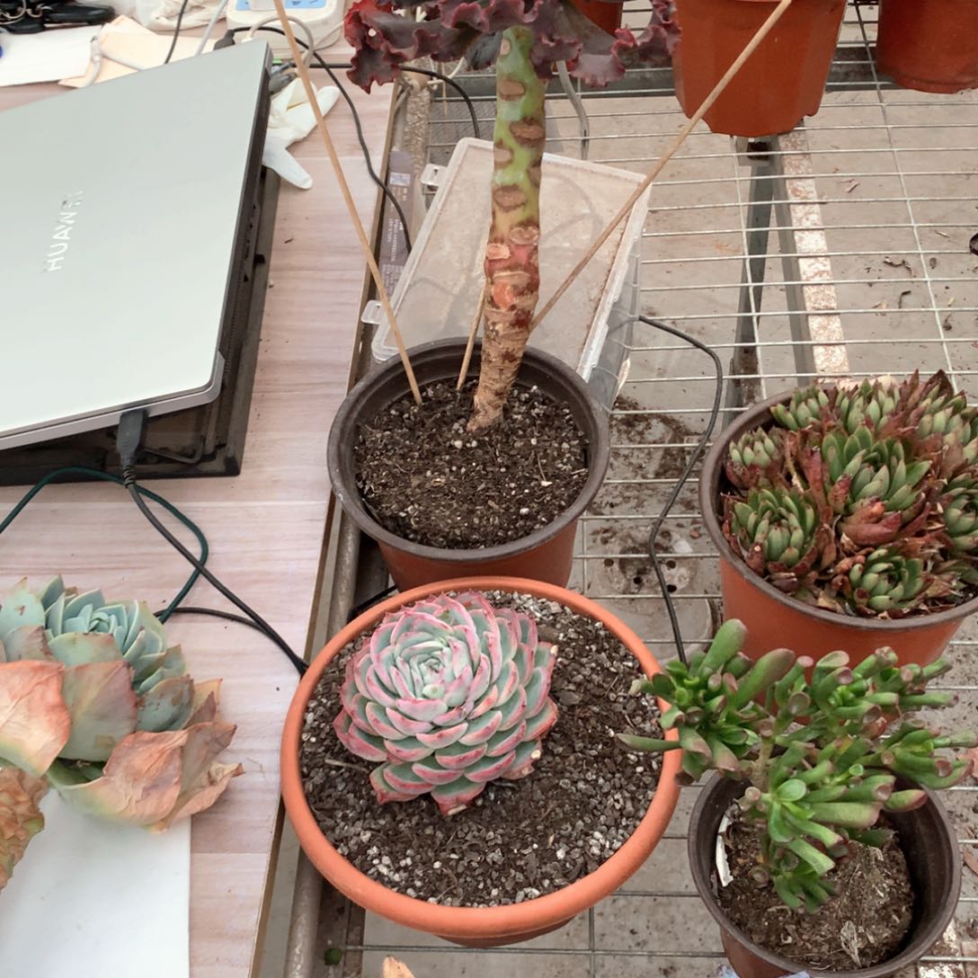 异*人女王花笠多肉植物