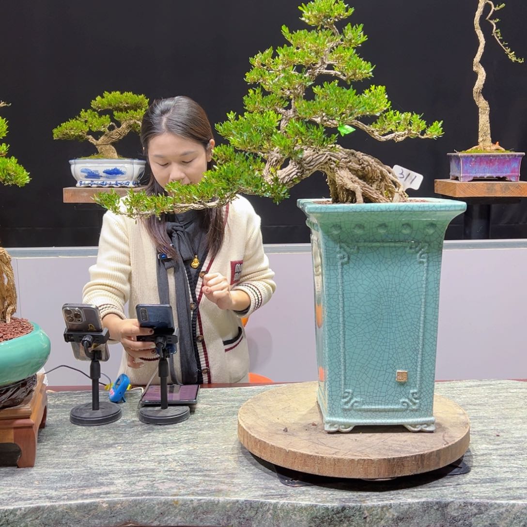 黄杨盆景老桩四季长青